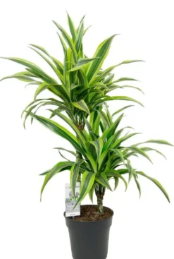 Dracaena Lemon Lime - Drakenbloedboom