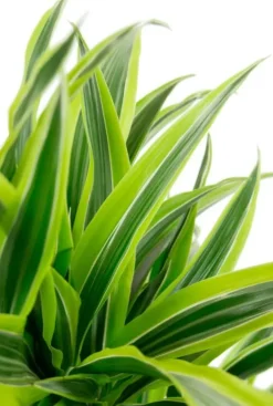 Dracaena Lemon Lime - Drakenbloedboom