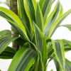 Dracaena Lemon Lime - Drakenbloedboom