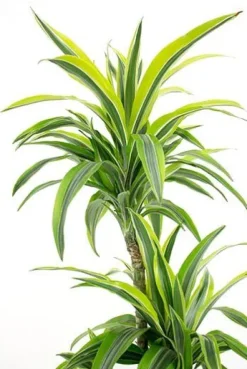 Dracaena Lemon Lime - Drakenbloedboom