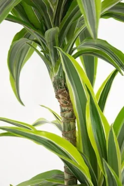 Dracaena Lemon Lime - Drakenbloedboom