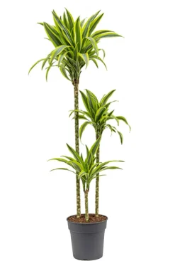 Dracaena Lemon Lime - Drakenbloedboom