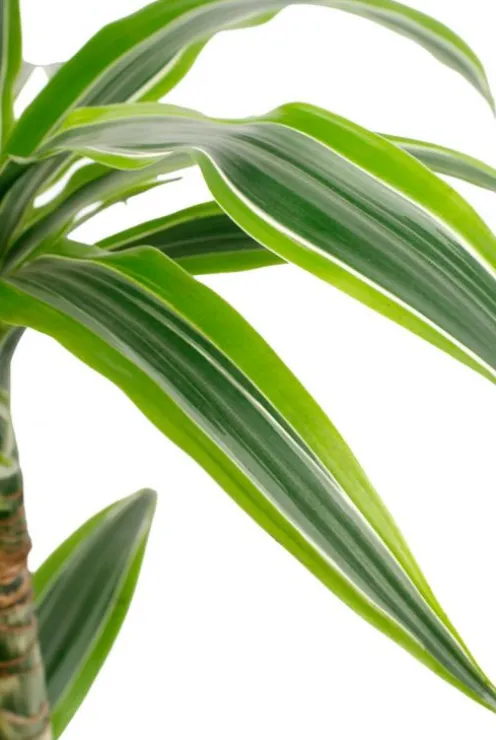 Dracaena Lemon Lime - Drakenbloedboom