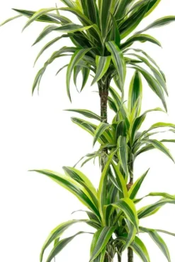 Dracaena Lemon Lime - Drakenbloedboom
