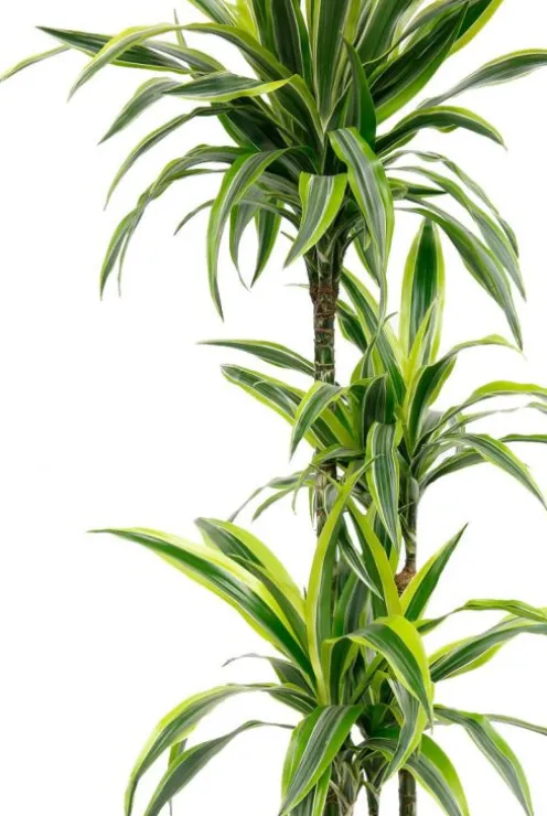 Dracaena Lemon Lime - Drakenbloedboom