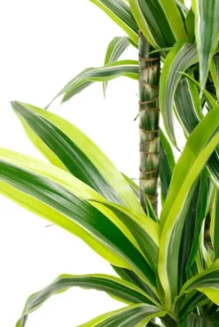 Dracaena Lemon Lime - Drakenbloedboom