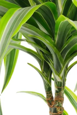 Dracaena Lemon Lime - Drakenbloedboom