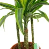 Dracaena Lemon Lime - Drakenbloedboom