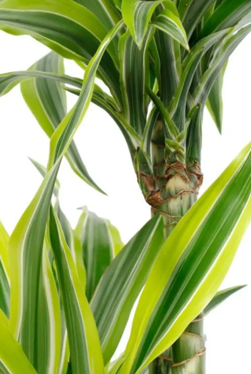 Dracaena Lemon Lime - Drakenbloedboom