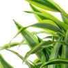 Dracaena Lemon Lime - Drakenbloedboom