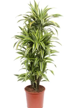 Dracaena Lemon Lime - Drakenbloedboom