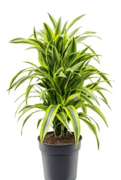 Dracaena Lemon Lime - Drakenbloedboom