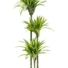 Dracaena lemon lime - Drakenbloedboom