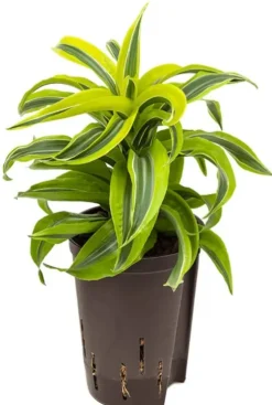 Dracaena lemon surprise - Drakenbloedboom