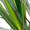 Dracaena Marginata - Drakenbloedboom