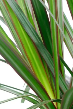 Dracaena Marginata - Drakenbloedboom