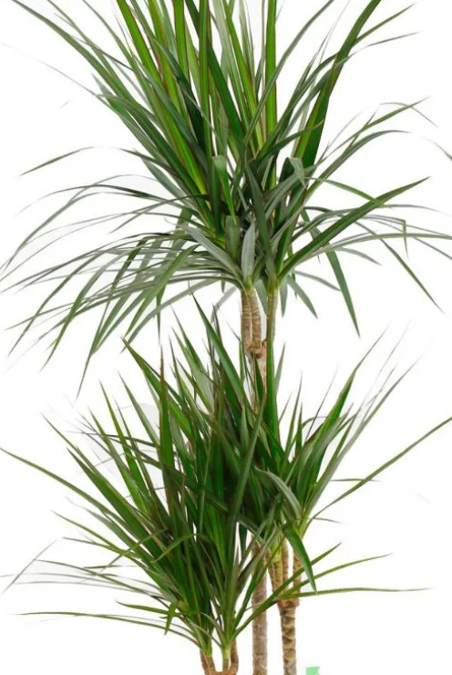 Dracaena Marginata - Drakenbloedboom