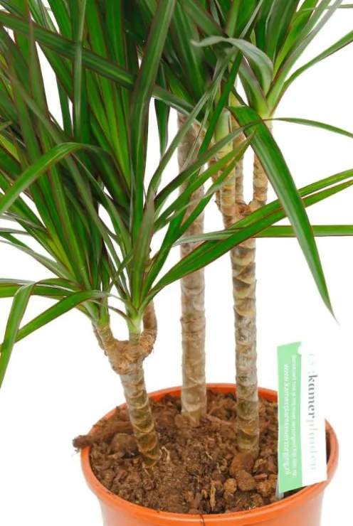 Dracaena Marginata - Drakenbloedboom
