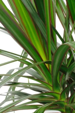 Dracaena Marginata - Drakenbloedboom