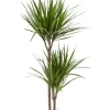 Dracaena Marginata - Drakenbloedboom