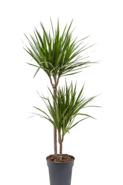 Dracaena Marginata - Drakenbloedboom