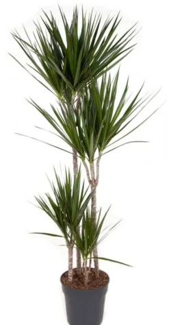 Dracaena Marginata - Drakenbloedboom