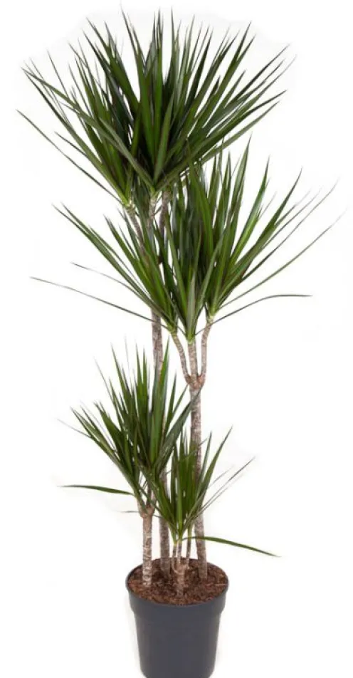 Dracaena Marginata - Drakenbloedboom