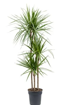 Dracaena marginata - Drakenbloedboom