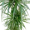 Dracaena Marginata - Drakenbloedboom