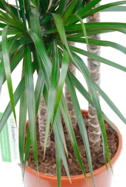 Dracaena Marginata - Drakenbloedboom