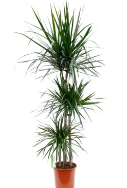 Dracaena Marginata - Drakenbloedboom