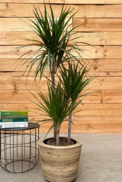 Dracaena Marginata - Drakenbloedboom
