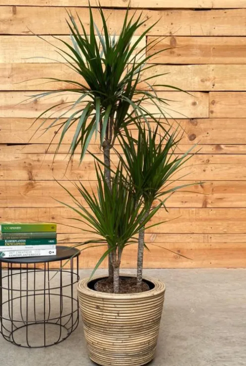Dracaena Marginata - Drakenbloedboom