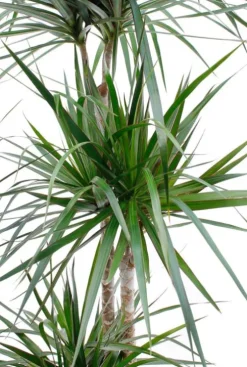 Dracaena Marginata - Drakenbloedboom
