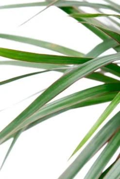 Dracaena Marginata - Drakenbloedboom
