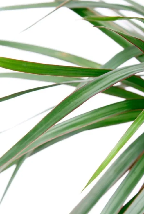 Dracaena Marginata - Drakenbloedboom
