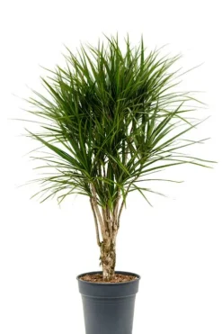 Dracaena Marginata - Drakenbloedboom