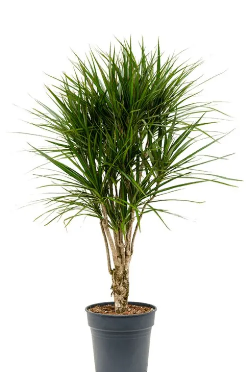 Dracaena Marginata - Drakenbloedboom
