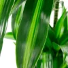 Dracaena plant in sierpot