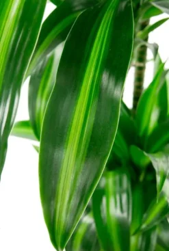 Dracaena plant in sierpot