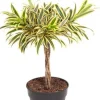 Dracaena reflexa Song of India - Drakenbloedboom