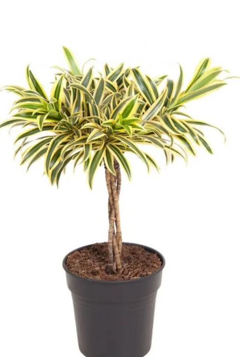 Dracaena reflexa Song of India - Drakenbloedboom