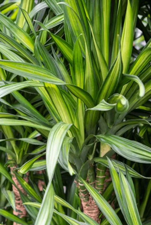 Dracaena Riki - Drakenbloedboom