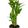 Dracaena Sanderiana - Stekje