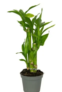 Dracaena Sanderiana - Stekje