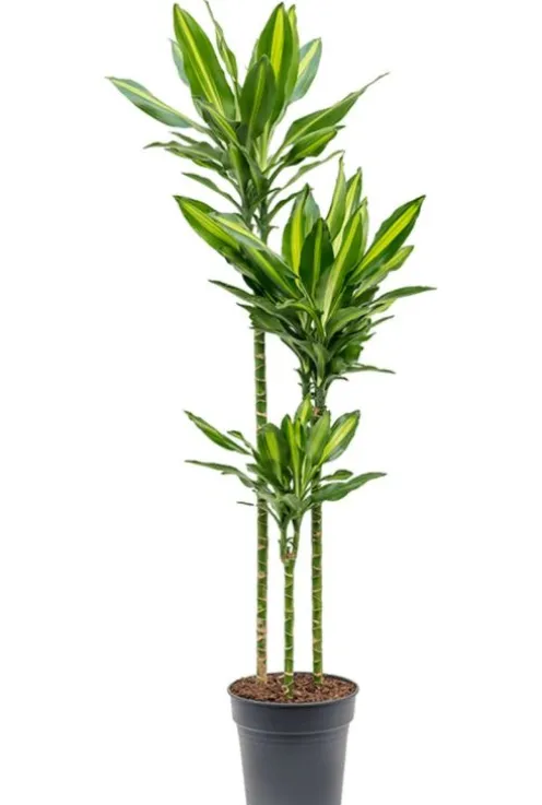 Dracaena Stedneri Cintho - Drakenbloedboom