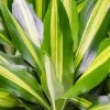 Dracaena Stedneri Cintho - Drakenbloedboom