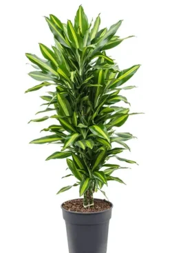 Dracaena Stedneri Cintho - Drakenbloedboom