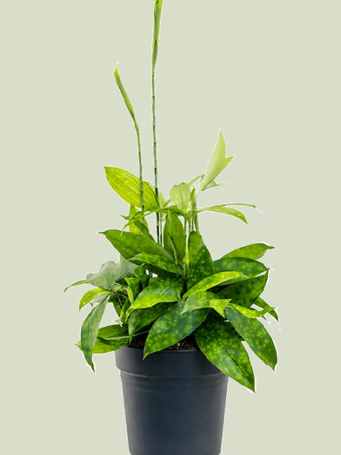 Dracaena surculosa - Drakenbloedboom