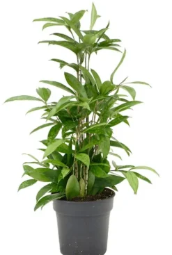 Dracaena surculosa - Drakenbloedboom